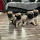 Pug Puppies for sale in Las Vegas, TX 78830, USA. price: NA
