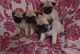 Pug Puppies for sale in Fort Worth, TX, USA. price: $300