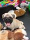 Pug Puppies for sale in Denver, CO, USA. price: NA