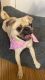 Pug Puppies for sale in Bastrop, TX 78602, USA. price: NA