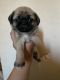Pug Puppies for sale in Rancho Cucamonga, CA, USA. price: NA