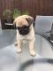 Pug Puppies for sale in United Kingdom Dr, Austin, TX 78748, USA. price: NA
