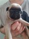 AdorableFawn And Black Pug Puppies For Rehoming