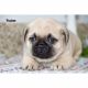 Pug Puppies for sale in Clare, MI 48617, USA. price: NA