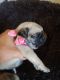 Pug Puppies for sale in 1394 Springfield St, Upland, CA 91786, USA. price: NA