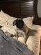 Pug Puppies for sale in Crandall, TX 75114, USA. price: NA