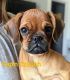 Pugalier Puppies for sale in Whitewater, KS 67154, USA. price: NA