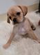 Pugalier Puppies for sale in Monterey, CA, USA. price: $1,100