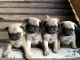 Pugalier Puppies for sale in Chicago, IL, USA. price: NA