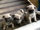 Pugalier Puppies for sale in Chicago, IL, USA. price: NA