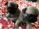 Pugalier Puppies for sale in Miami, Floride, États-Unis. price: NA