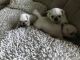 Pugalier Puppies for sale in SC-9, Chester, SC 29706, USA. price: NA