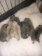 Pugalier Puppies for sale in Jacksonville, FL, USA. price: NA