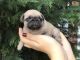 Pugalier Puppies for sale in Chicago Ave, Evanston, IL, USA. price: NA
