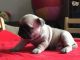 Pugalier Puppies for sale in Newark Ave, Jersey City, NJ, USA. price: NA