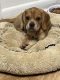 Puggle Puppies for sale in New Rochelle, NY, USA. price: $1,800