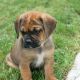 Puggle Puppies For Sale