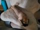 Puggle Puppies for sale in Rochester, NY, USA. price: $4,000
