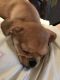 Puggle Puppies for sale in Granville, NY 12832, USA. price: $1,800