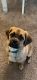 Puggle Puppies for sale in Edison, NJ, USA. price: $200