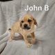Puggle Puppies for sale in Scottdale, PA 15683, USA. price: $500