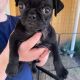 Puggle Puppies for sale in Los Banos, CA, USA. price: $950