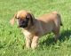 Puggle Puppies for sale in Canton, OH, USA. price: $650