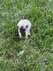 Puggle Puppies for sale in Little Rock, IA 51243, USA. price: $800