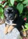 Puggle Puppies for sale in Little Rock, IA 51243, USA. price: $500
