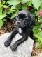 Puggle Puppies for sale in Little Rock, IA 51243, USA. price: $350