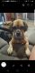 Puggle Puppies for sale in Dade City, FL, USA. price: NA