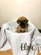 Puggle Puppies for sale in East Freetown, Freetown, MA, USA. price: $1,200