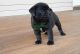 Puggle Puppies for sale in Arvada, CO, USA. price: NA