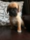 Puggle Puppies for sale in NJ-38, Cherry Hill, NJ 08002, USA. price: NA