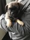 Puggle Puppies for sale in Tempe, AZ, USA. price: NA