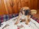 Puggle Puppies for sale in Branford, FL 32008, USA. price: NA