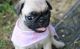 Puggle Puppies for sale in Jacksonville, FL, USA. price: NA