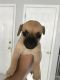 Puggle Puppies for sale in Westminster, MD, USA. price: NA