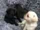 Puggle Puppies for sale in New York, NY, USA. price: NA