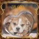 Puggle Puppies for sale in North Canton, OH, USA. price: NA