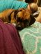 Puggle Puppies for sale in Apple Creek, OH 44606, USA. price: NA