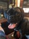 Puggle Puppies for sale in Baltimore County, MD, USA. price: NA