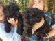 Puli Puppies for sale in Madison, WI, USA. price: NA