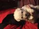 Puli Puppies for sale in Cape Girardeau, MO, USA. price: NA