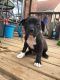 Pumi Puppies for sale in Lewes, DE 19958, USA. price: NA