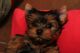 Yorkshire Terrier Puppies for sale in Jackson, CA 95642, USA. price: NA