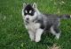Siberian Husky Puppies for sale in Texas, USA. price: NA