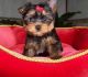 PekePoo Puppies for sale in Fort Worth, TX, USA. price: NA