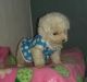 Poodle Puppies for sale in Alexander, IL, USA. price: NA