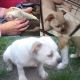 Billy Puppies for sale in Buckland, AK, USA. price: NA